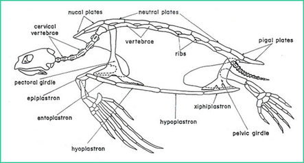 Chordata - Phylum Skeletal System